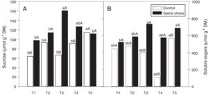 Sucrose soluble (*CV=18.52%) (A) and sugars soluble (CV=14.62%) (B) in cowpea plants inoculated with Bradyrhizobium sp. (T1) or co-inoculated Bradyrhizobium sp and Actinomadura sp. (T2), Bradyrhizobium sp. and Paenibacillus graminis (T3), Bradyrhizobium sp. and Bacillus sp. (T4) and Bradyrhizobium sp. and Streptomyces sp. (T5), without and with salt stress induction (0 and 50mmolL−1 NaCl) (B). Means followed the same letter lower (bacterial combinations) and capital (cultivation conditions) not differ statistically (p<0.05) according to Tukey's test. *Variation's coefficient.