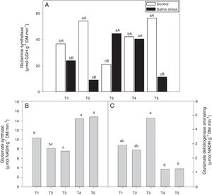 Activity of glutamine synthetase (*CV=14.48%) (A), activity of glutamate synthase (B) (*CV=13.59%) and glutamate dehydrogenase aminating (C) (*CV=19.59%) on nodules of cowpea plants inoculated Bradyrhizobium sp. (T1) or co-inoculated Bradyrhizobium sp. and Actinomadura sp. (T2), Bradyrhizobium sp. and Paenibacillus graminis (T3), Bradyrhizobium sp. and Bacillus sp. (T4) and Bradyrhizobium sp. and Streptomyces sp. (T5), without and with salt stress induction (0 and 50mmolL−1 NaCl), and independent of the cultivation condition, respectively. Means followed the same letter lower (bacterial combinations) and capital (cultivation conditions) not differ statistically (p<0.05) according to Tukey's test. *Variation's coefficient.