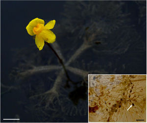 Habit of Utricularia breviscapa with inflorescence (bar=10mm). The detail shows a stolon with utricles (arrow indicates an utricule; bar=5mm).