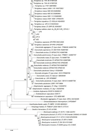 Phenetic tree representing the cultivable Acidobacteria found in association with utricles of U. breviscapa from SP using Neighbor Joining method in MEGA 5 software. Numbers above the branches indicates bootstrap values. Brachyspira species were used as outgroup.