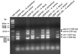 The multiplex PCR reactions. Agarose gel (1.5%) stained with ethidium bromide. 1KB marker (Thermo Fisher Scientific, USA) is the molecular marker.