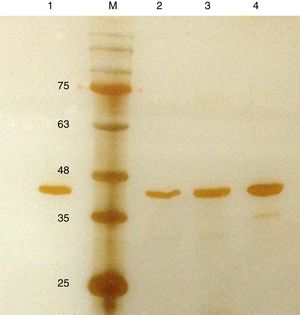 Silver stained SDS–PAGE gel of the purified in-house RecA and commercial RecA proteins. Note that the purity of the RecA is >95% as judged by the silver stained gel. Lane 1: commercial RecA (0.25μg); lane 2: in-house purified RecA (0.2μg); lane 3: in-house purified RecA (0.5μg); lane 4: in-house purified RecA (1.0μg). M: pre-stained protein MW marker (11–180kDa).