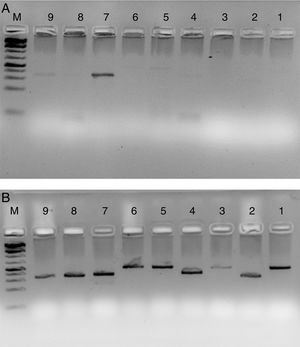 HLA-PCR of Class I and Class II antigens by PCR. Panel A shows PCR without RecA, and panel B shows HLA PCRs with RecA. Lane 1: HLA-A-Exon 2 (478bp); lane 2: HLA-A-Exon 3 (327bp); lane 3: HLA-B-Exon 2 (469bp); lane 4: HLA-B-Exon 3 (371bp); lane 5: HLA-C-Exon 2 (489bp); lane 6: HLA-C-Exon 3 (500bp); lane 7: DPB1, Exon 3 (368bp); lane 8: DQB1, Exon 3 (350bp); lane 9: DRB1 Exon 3 (351bp); lane 10: DNA molecular weight marker (100bp ladder).