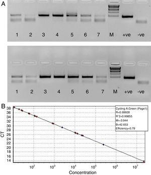 (A) Agarose gel depicting PCR of HBV samples. Panel A shows PCR without RecA, while panel B shows PCR with RecA for the same samples. Lanes 1, 2, 3, 4, 5, 6 and 7 show PCR amplicons from ELISA positive HBV samples. +ve denotes positive control PCR with pTZ57R/T-HBV plasmid and −ve denotes PCR with no template control. (B) Representative standard curve of the SYBR Green-1 qPCR assay for HBV. The plots were generated using a 10-fold dilution series ranging from 250 to 2.5×105copies/mL of plasmid DNA standard (pTZ57R/T). Duplicate reactions for each standard dilution were used. The standard curve was generated by plotting the log10 copy number of starting plasmid quantity on the x-axis against the corresponding threshold cycle (Ct) value on the y-axis.