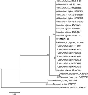 Dendrogram of Fusarium fujikuroi (Gibberella fujikuroi) obtained from sequences of the elongation factor 1α (EF-1α). Maximum likelihood (ML) analysis was performed with 1000 replicates. Bootstrap values are in percentages. Neonectria radicicola was used as an outgroup.