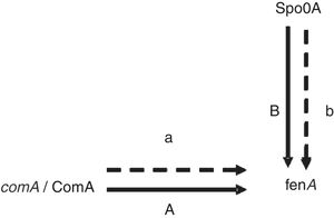 Simplified scheme showing some of the regulators of fengycin synthesis and the roles of ComA and Spo0A in positive (→) regulation. The solid lines show the regulation has been confirmed in the literature, the dash lines show the regulation speculated in this study.