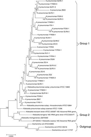 Phylogenetic tree of the K. pneumoniae based on 16S rRNA sequences. Note: The 33 sequences determined in this study are indicated by bold font. 3 Escherichia coli strains, Z83205.1, AM980865.1 and X80725.1, were used as outgroups; Bootstrap values of 1000 replications are indicated at branches. The sequences in group 1 correspond to the clusters in Klebsiella pneumoniae subsp.