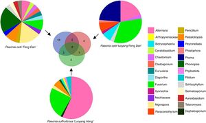 Pie charts show the relative abundance of the dominant culturable endophytic fungi phyla in three types of tree peonies. Venn's diagrams showing unique and shared genus in culturable endophytic fungi of P. ostii ‘Feng Dan’, P. ostii ‘Luoyang Feng Dan’ and P. suffruticosa ‘Luoyang Hong’ samples.