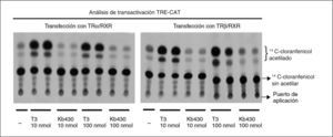 Análisis de transactivación de receptores de T3 mediante expresión transitoria en células Cos-7. Las células se cultivaron en medio privado de T3 y T4, y se transfectaron con vectores de expresión de los receptores TRα o TRβ según se indica y de receptor del ácido 9-cis-retinoico RXRα, betagalactosidasa y cloranfenicol acetiltransferasa controlado por un elemento de respuesta a hormona tiroidea.