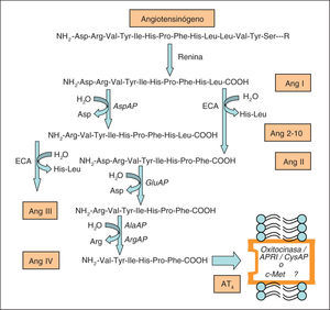 Representación parcial del sistema renina-angiotensina en la que se indican los pasos metabólicos en los que están implicadas las actividades aminopeptidásicas. AlaAP: alanina aminopeptidasa; Ang: angiotensina; APRI: aminopeptidasa regulada por insulina; ArgAP: arginina aminopeptidasa; AspAP: aspartato aminopeptidasa; CysAP: cistina aminopeptidasa; ECA: enzima de conversión de angiotensina; GluAP: glutamato aminopeptidasa.