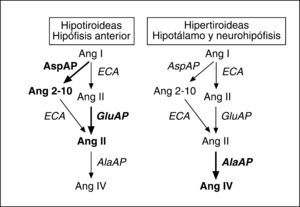 Representación parcial del sistema renina-angiotensina en la que se destacan en negrita los pasos metabólicos que se encontraban activados según Prieto et al42 en hipotálamo e hipófisis de modelos animales de hipotiroidismo e hipertiroidismo. AlaAP: alanina aminopeptidasa; Ang: angiotensina; AspAP: aspartato aminopeptidasa; ECA: enzima de conversión de angiotensina; GRuAP: glutamato aminopeptidasa.
