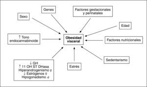 Factores etiológicos implicados en el desarrollo de obesidad visceral. 11 OH ST DHasa: 11-b-hidroxiesteroide deshidrogenasa; GH: hormona de crecimento.