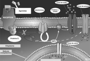 Vías de señalización intracelular mediadas por receptores acoplados a proteína G estimuladora. AMPc: adenosinmonofosfatocíclico; ATP: adenosointrifosfato; PKC: proteincinasa.