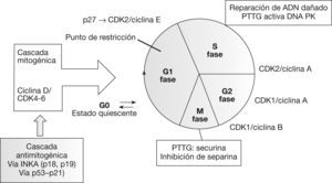 Esquema del papel del PTTG en el control del ciclo celular. DNA-PK: fosfocinasa de ADN; M: mitosis, G1 y G2 (fases gap); S: fase de síntesis.