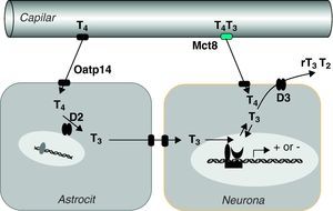 Hipótesis sobre el transporte y metabolismo de las hormonas tiroideas en el sistema nervioso central (Grijota-Martínez et al67). En la barrera hematoencefálica de roedores el transportador Oatp14 facilita el paso de T4 a los astrocitos, donde se convierte en T3. Mct8 facilita el paso de T4 y T3 probablemente al espacio intersticial, de donde pasarían a las neuronas. En estas células la T3 podría actuar directamente en el núcleo o ser un sustrato de D3, al igual que T4. Es posible que en primates el transporte de T4 y T3 dependa exclusivamente de MCT8, por lo que las mutaciones del transportador tienen mayor repercusión que en roedores.