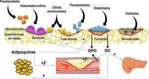 Representación esquemática de la interrelación entre células óseas, sistema vascular, tejido adiposo y metabolismo energético. Los osteoblastos son la fuente de la osteoprotegerina (OPG), y de la osteocalcina (OC). La OC ha demostrado ejercer efectos sobre el metabolismo energético a través de los cuales podría también influir en la enfermedad cardiovascular. La OPG no solo inhibe la reabsorción ósea, sino que también está implicada en la incidencia y gravedad de la enfermedad cardiovascular. Por último, el tejido adiposo secreta adipocinas con influencia sobre las células óseas y también sobre el árbol vascular.
