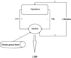 Mecanismos fisiopatológicos del hiposomatotropismo de la obesidad.