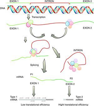 Transcription of the SHOX gene is regulated by alternative promoters generating different type 1 or type 2 transcripts with identical coding capacity but distinct 5′-UTRs. These 5′-UTRs exhibit significant differences in their translation activity due to the presence of seven uAUGs in type 1 transcripts (adapted from Blaschke et al.30). SHOX: short stature homeobox.