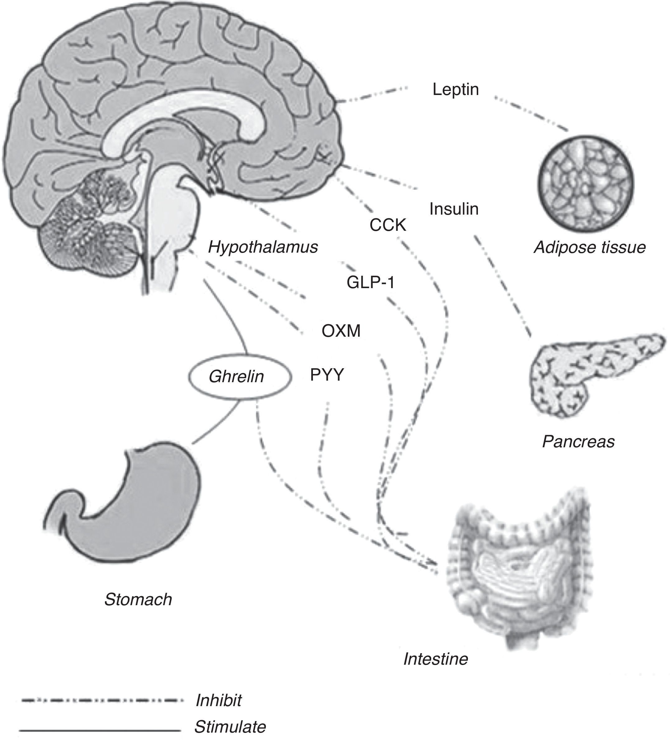 glp 1 and ghrelin The Bioenergetic Architecture of Metabolic Regulation: From GutBrain Signalling to Next-Generation Peptide Pharmacology How gut hormones shape reward: