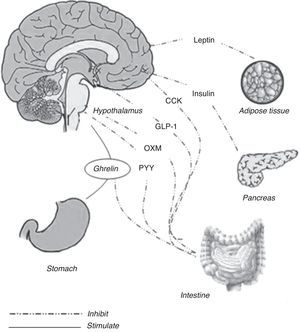glp-1 and ghrelin Glucagon-Like Peptide-1 Based Therapies: A New Horizon in Obesity Management Your body already has the