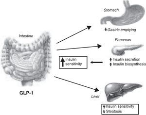 The main biological actions of GLP-1.
