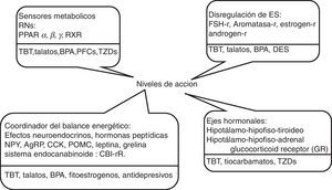 Candidatos a obesógenos en humanos y niveles donde actúan. BPA: bisfenol A; DES: dietilestilbestrol; ES: esteroides sexuales; PFCs: perfluoro-alquil compuestos; RNs: receptores nucleares; TBT: tributin estaño; TZDs:glitazonas.