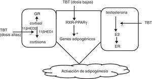 Mecanismo de acción de los compuestos orgánicos derivados del estaño. E2: estradiol; GR: receptor de glucocorticoides; TBT: tributin estaño; 11(HED: 11( hidroxiesteroide-deshidrogenasa; += activación; -=inhibición.
