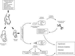 Modelo propuesto de programación de la salud fetal intrauterina y sus consecuencias en la salud de la edad adulta. Las células progenitoras endoteliales provenientes de infantes con bajo peso al nacer (BPN), presentan menor potencial angiogénico (↓ densidad capilar, ↓ diámetro vascular, ↓ proliferación de células endoteliales y ↓ vasodilatación). A nivel vascular esos cambios adaptativos se reflejan en cambios transcripcionales en las rutas metabólicas y del crecimiento vascular. Algunos de estos cambios se obtienen mediante la modificación de la regulación epigenética de los genes (TSBS1, COL12A1, Pf4, eNOS). En músculo esquelético cambios en el ambiente intrauterino (hipoxia fetal) inducen cambios epigenéticos de genes con función metabólica posnatal (Tfam, NRF-1 y 2, PGC-1α, PPARγ), que se traducen en menor capacidad oxidativa, disfunción mitocondrial, y resistencia a la insulina. En consecuencia, infantes con BPN presentan presión arterial más elevada y mayor riesgo de HTA, obesidad, síndrome metabólico y enfermedad cardiovascular en la vida adulta.