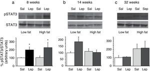 Effect of acute leptin (1mg/kg; i.p.) on STAT phosphorylation (pSTAT3) in liver from mice treated during 8 weeks (a), 14 weeks (b) or 32 weeks (c) with high-fat diet. Upper panels: Immunodetection of STAT3 and pSTAT3 in left ventricle of mice receiving either saline or 1mg/kg leptin. Lower panels: Effect of leptin on STAT3 phosphorylation as the mean±S.E.M. of the ratio pSTAT3/STAT3 (n=5–6 animals) (*p<0.05 compared to their respective saline groups. Newman–Keuls’ test).
