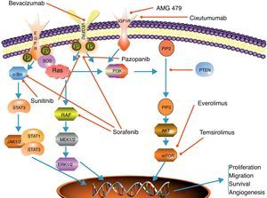 Esquema de las vías de señalización más relevantes en carcinomas neuroendocrinos conjuntamente con los principales mecanismos de acción de las terapias dirigidas. EGFr: receptor de crecimiento epitelial; ERK 1/2: proteína cinasa regulada por mitógenos extracelulares; IGFr: receptor de crecimiento asociado al factor de crecimiento insulínico; JAK 1/2: cinasa de Janus 1 y 2; MEK 1/2: proteína cinasa activada por mitógenos; mTOR: sustrato de la rapamicina en mamíferos; PIP2: fosfo-inositol bifosfato; PIP3: fosfo-inositol trifosfato; PI3K: fosfotinositol 3 cinasa; PTEN: proteína homóloga de la fostatasa y la tensina; RAF: factor asociado a RAS; RAS: proteína asociada al sarcoma de la rata; SOS: hijo de Sevenles proteína; STAT 1/3: proteína transductora de señal y reguladora de la transcripción 1 y 2; VEGFr: receptor de crecimiento vásculo-endotelial.