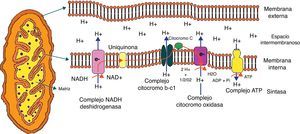 Representación gráfica de la mitocondria y de la transferencia de protones a través de la membrana mitocondrial por los componentes de la cadena de fosforilación oxidativa. Abreviaturas utilizadas en la figura: ATP: adenosin trifosfato; ADP: adenosin difosfato; e: electrones; H: hidrogeno; H2O: agua; NAD: nicotinamida adenín dinucleótido; NADH: nicotinamida adenín dinucleótido reducida; Pi; fosfato; O2; oxígeno.