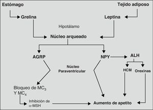 Principales mecanismos orexígenos implicados en la regulación del apetito. Adaptado de: Tébar FJ et al., 200374 ALH: área lateral de hipotálamo; AGRP: péptido relacionado con agouti; HCM, hormona concentradora de melanocitos; MC, receptores de MSH; MSH, hormona melanocito estimulante; NPY, neuropéptido Y; NPV; núcleo paraventricular.