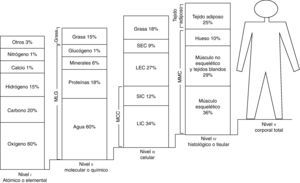 Modelo multicompartimental o de los 5 niveles de composición corporal. LEC: líquidos extracelulares; LIC: líquidos intracelulares; MCC: LIC+SIC: masa celular corporal; MLG: masa libre de grasa; MMC: masa magra corporal; SEC: sólidos extracelulares; SIC: sólidos intracelulares. Adaptada de Tojo et al.49