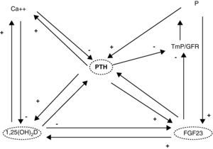 Control hormonal integrado del metabolismo mineral. FGF23: factor de crecimiento fibroblástico 23; PTH: hormona paratiroidea; TmP/GFR: umbral renal de fosfatos; 1,25(OH)2: calcitriol,.