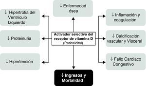 Efectos de paricalcitol (modificado de Cozzolino M, Mehmeti F, Ciceri P, Volpi E, Stucchi A, Brenna I, Cusi D. The effect of paricalcitol on vascular calcification and cardiovascular disease in uremia: beyond PTH control. Int J Nephrol. 2011; 2011: 269060).