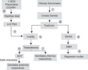 Esquema de desarrollo sexual embrionario: las células germinales migran hacia las crestas genitales (1), forman los cordones sexuales primitivos dando origen a los testículos (2). Las células de Leydig, son estimuladas por la gonadotrofina coriónica (HCG) placentaria y, posteriormente, por hormona luteinizante (LH) (4), que depende de la hormona liberadora de gonadotrofinas (GnHRH) secretada por el hipotálamo fetal (3), que estimula la producción de gonadotrofinas. Estas estimulan la producción de andrógenos (7) y de hormona antimulleriana (AMH) (8), que permite la regresión de los conductos de Muller (9). La testosterona secretada inicialmente (7), permite el desarrollo de genitales internos masculinos. La conversión de testosterona a dehidrotestosterona (DHT) permite la formación de los genitales externos masculinos (6).