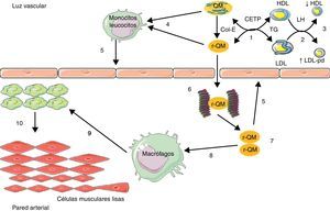 Implicación de lipopartículas ricas en triglicéridos intestinales en la aterosclerosis. 1) Enriquecimiento de lipoproteínas de baja densidad (LDL) y lipoproteínas de alta densidad (HDL) en triglicéridos (TG) por medio de la proteína transportadora de colesterol esterificado (CETP); 2) hidrólisis de TG por la lipasa hepática (LH); 3) aumento de LDL pequeño y denso (LDL-pd) y disminución de HDL por hipercatabolismo; 4) enriquecimiento de leucocitos/monocitos en ácidos grasos libres; 5) activación del endotelio; 6) fijación de remanentes de quilomicrón (r-QM) a los proteoglicanos; 7) acumulación de r-QM; 8) fijación de r-QM en los receptores de apoB-48 de macrófagos; 9) transformación de macrófagos en células espumosas; 10) migración y proliferación de células musculares lisas de la media. Col-E: colesterol esterificado.