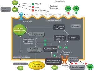 Mecanismos de híperproducción de lipopartículas ricas en triglicéridos intestinales en un contexto de hiperinsulinismo y resistencia insulinica. AGL: ácidos grasos libres; AGω3: ácidos grasos omega-3; FAT/CD36: translocasa de ácidos grasos; GLP-1: péptido-1 similar al glucagón; GLP-2: péptido-2 similar al glucagón; MTP: proteína de transferencia microsomal; SREBP-1c: elemento de respuesta a esteroles 1c; TNFα: factor de necrosis tumoral alfa; TG: triglicéridos.