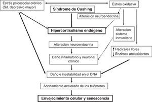 Relaciones entre el síndrome de Cushing y el envejecimiento celular.