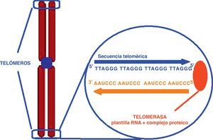 Representación esquemática de un cromosoma con la estructura telomérica en su extremo formado por múltiples repeticiones de secuencias hexaméricas de DNA (TTAGGG).