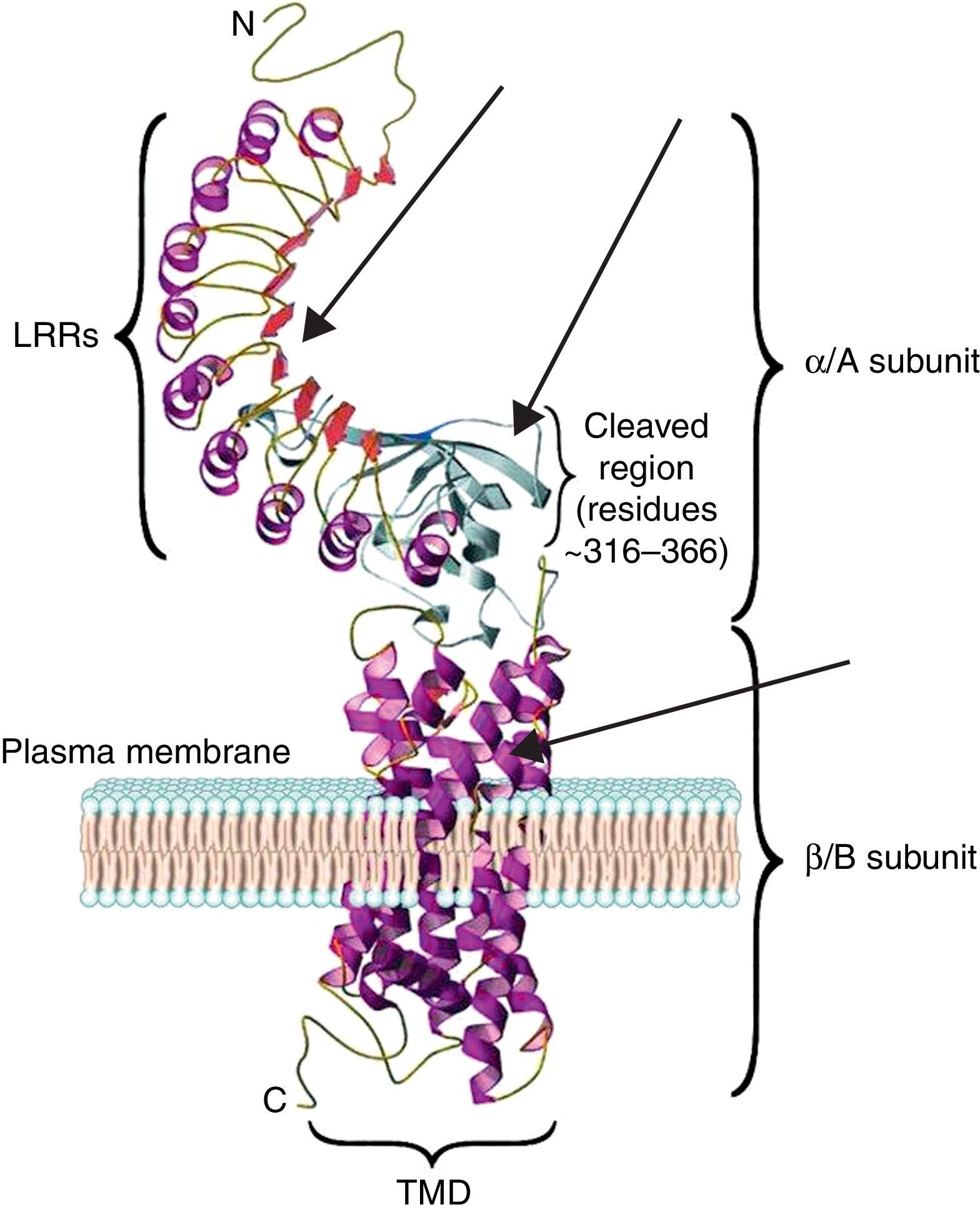 Targeting thyroid diseases with TSH receptor analogs | Endocrinología y ...