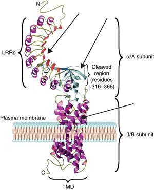 A modified version of the computer model of the TSH receptor (adapted from Davies et al.9). The 7 transmembrane domains (spirals) are embedded within the plasma membrane followed with short cytoplasmic tail. This part of receptor is known as the B or β subunit. The ectodomain of the receptor is made 10 LRR followed by cleaved region and uncleaved regions of receptor. The region from AA 260 onwards to AA 410 is also known as hinge region of the receptor. The entire region of the receptor outside the plasma membrane is known as the A or α subunit of receptor. The thick gray arrows represent the possible locations on the receptors where these small molecules or receptor analogs can be directed to elicit a positive or a negative response.