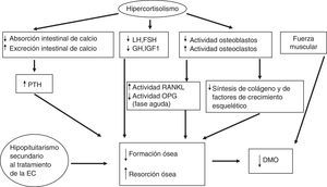 Patogenia de la enfermedad ósea en la EC.DMO: densidad mineral ósea; EC: enfermedad de Cushing; FSH: hormona foliculoestimulante; GH: hormona del crecimiento; IGF-1: factor de crecimiento insulinoide tipoi; LH: hormona luteotropina; OPG: osteoprotegerina; PTH: hormona paratiroidea; RANKL: receptor activator of nuclear factor-kappa B-ligand.
