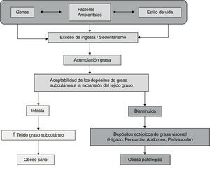 Modelo diferencial entre obeso sano y obeso patológico según la adaptabilidad de los depósitos de grasa subcutánea.