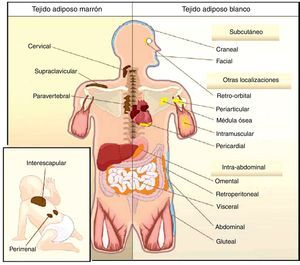 Distribución corporal del TAB y del TAM en humanos.Adaptado de Gesta S, Tseng Y-H, Kahn R. Developmental origin of fat: Tracking obesity to its source cell. 2007;131:242-256.