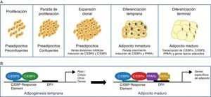 Diferenciación de preadipocitos a adipocitos. A)Esquema del proceso de transición de preadipocito a adipocito maduro indicando los diferentes estadios. B)Modelo secuencial del control transcripcional durante la adipogénesis.