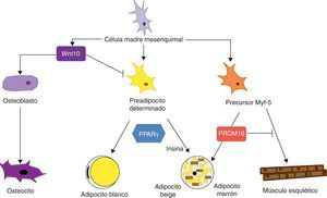 Diferenciación de la célula madre mesenquimal a diferentes tipos celulares. Estudios recientes apoyan la teoría de que no existe un precursor común para los preadipocitos blancos y marrones. Los preadipocitos marrones presentan una «firma miogénica». Sin embargo, los adipocitos marrones inmersos en masas del TAB parece que provienen de un precursor diferente que los localizados en las masas del TAM. Estos adipocitos inmersos en el TAB con expresión de UCP-1 se han denominado «adipocitos beige» y son especialmente sensibles a la hormona irisina.