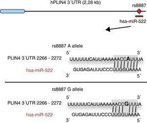 El alelo menor A rs8887 crea un nuevo miR-522 MRE en el gen PLIN4 39UTR. Diagrama de miR-522: PLIN4 39UTR secuencias con el alelo A o G. El sitio para miR-522 sombreado en gris, y la variante rs8887 en negrita. Adaptado de Richardson et al.67.