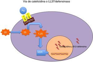 Mecanismo por el que la vitamina D modula la secreción de catelicidina y de beta 2 defensina. La fijación de determinados antígenos microbianos (Ag) a los receptores toll-like (TLR) activa la 1 α hidroxilasa de la 25 hidroxivitamina D (CYP27b1), de manera que, en función de las concentraciones intracelulares existentes de 25 hidroxivitamina D, se potencia la síntesis local de 1,25 dihidroxivitamina D. Esta, a su vez, se fija a su receptor (VDR) y el complejo intranuclear hormona-receptor activa la transcripción de los genes de la catelicidina y de la beta 2 defensina. Las concentraciones intracelulares de 25 hidroxivitamina D dependen de las concentraciones plasmáticas de esta molécula, que es el indicador más fiable del estado nutricional de esta vitamina.