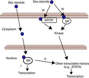Cell signaling by sex steroids. Estrogens and androgens can signal through multiple receptors. Most of their known effects are mediated via direct interaction of sex steroids with the DNA-binding transcription factors, nuclear steroid receptor, SR (ER, AR) (I). In addition, estrogens and androgens can modulate gene expression by a second mechanism in which SR interact with other transcription factors (e.g., STAT5) (II). There are also evidences that sex steroids may also elicit effects through non-genomic mechanisms, which involve the activation of downstream kinase pathways via a G protein-coupled receptor (GPCR) (III) or SR (IV) localized in the cell membrane.